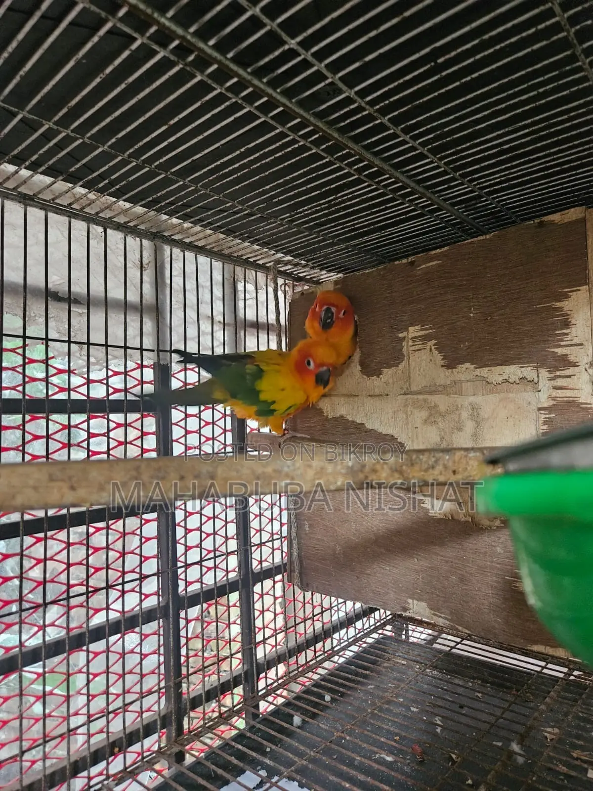 1 Pair of Sun Conure