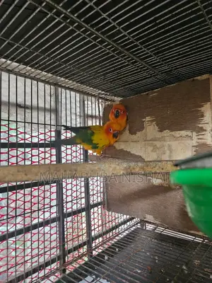1 Pair of Sun Conure