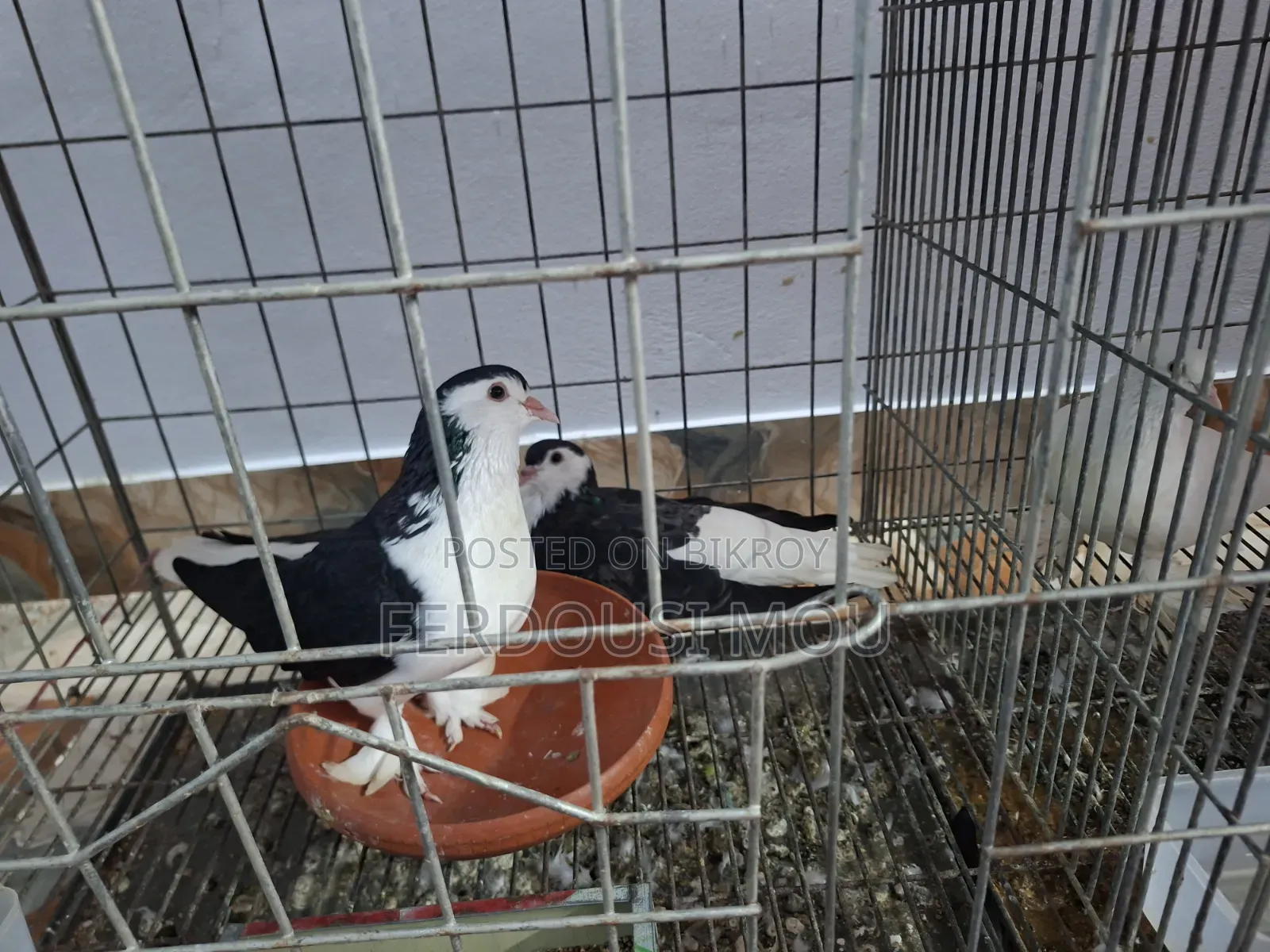 Siraji Pigeon