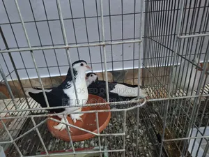 Siraji Pigeon