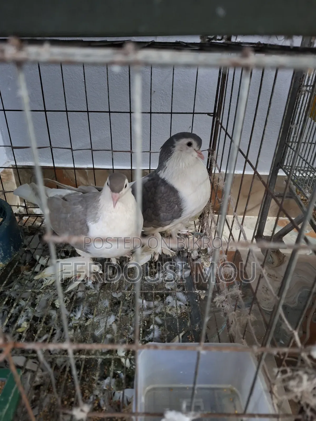 Siraji Pigeon