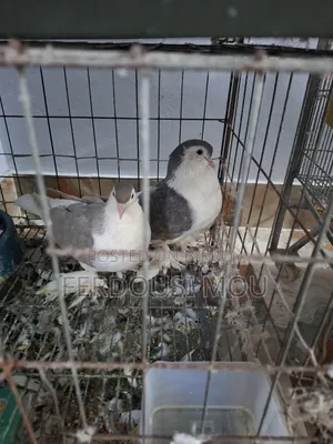 Siraji Pigeon