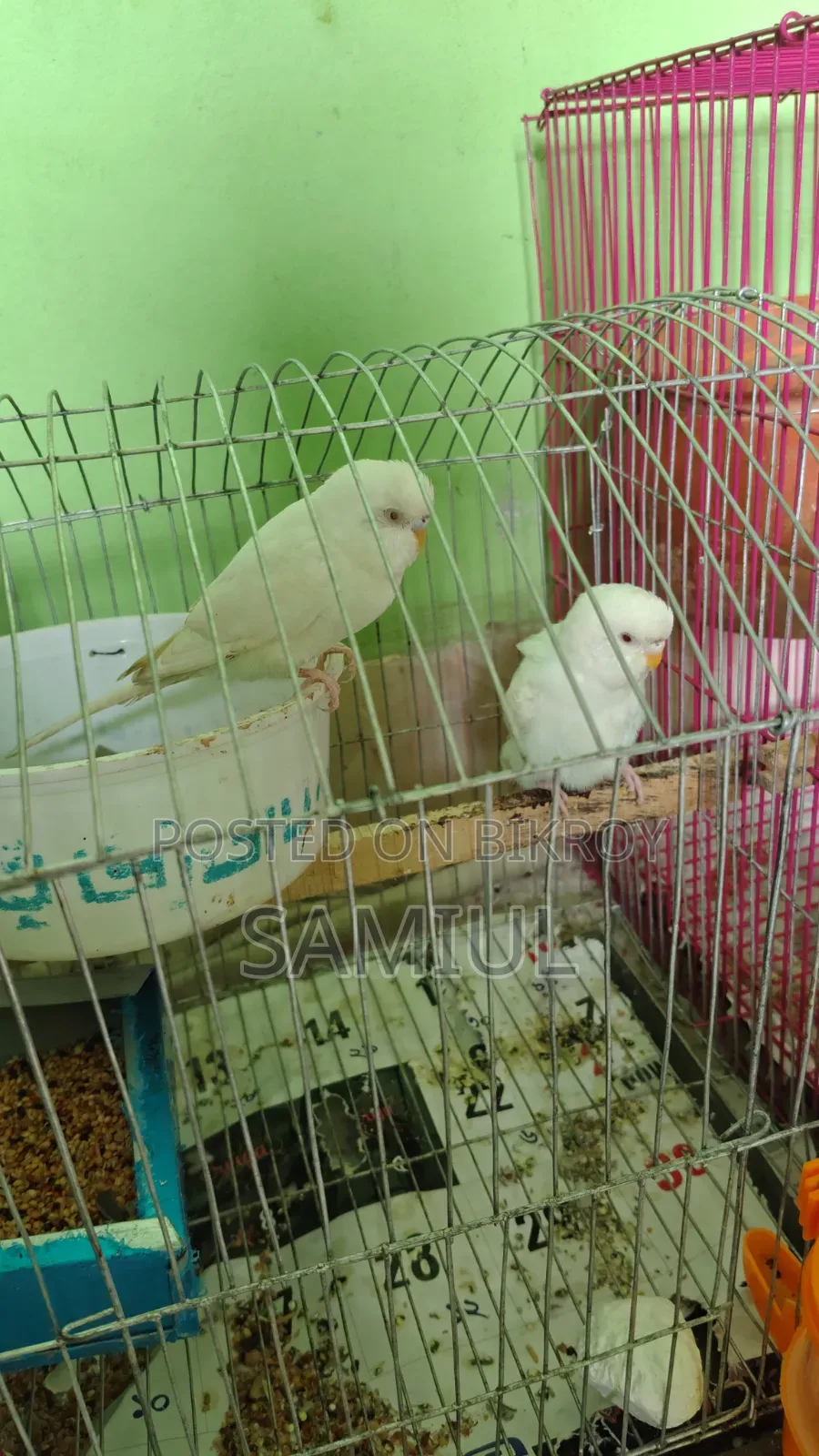 These are very good birds for sale at a low price