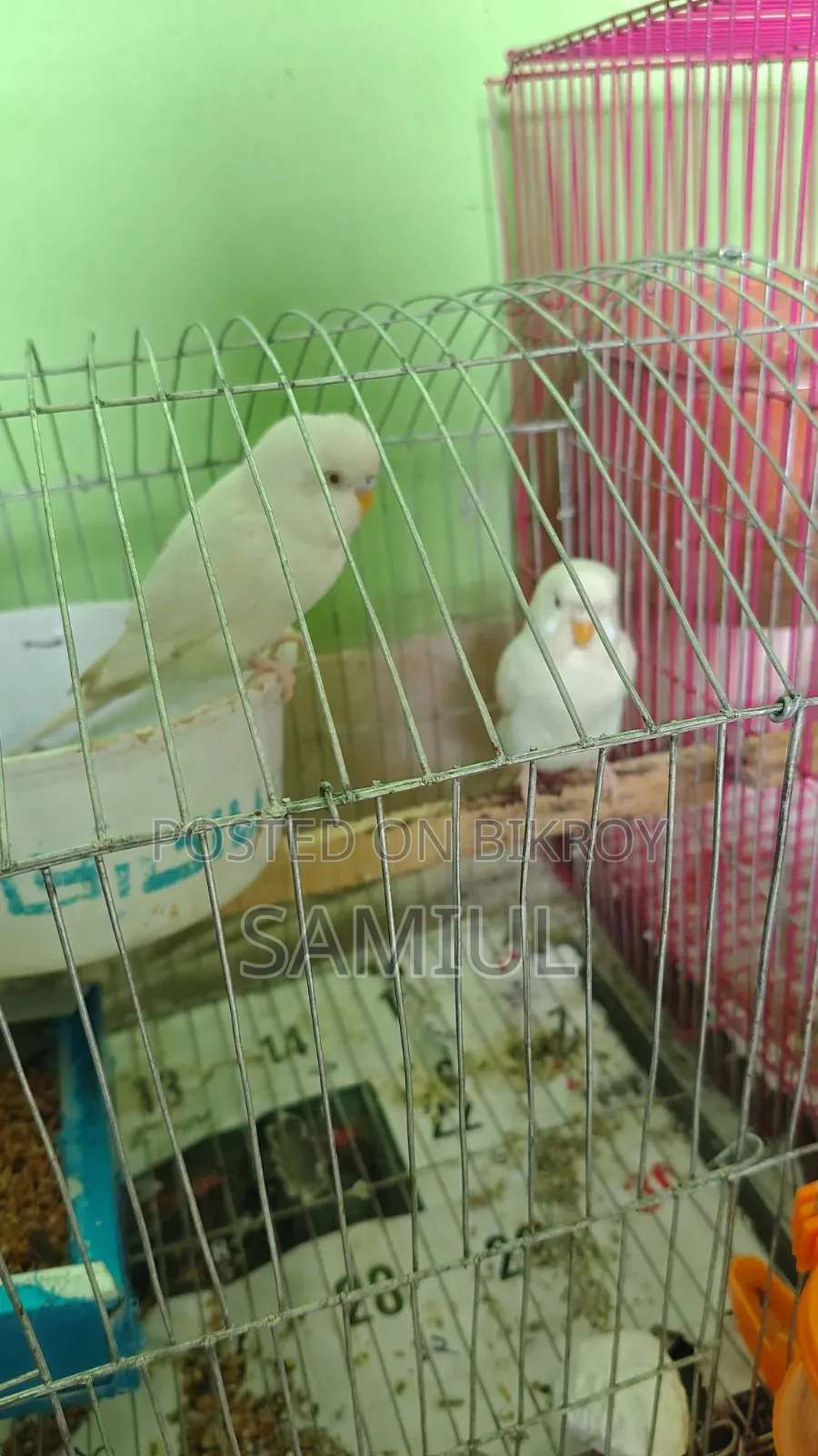 These are very good birds for sale at a low price