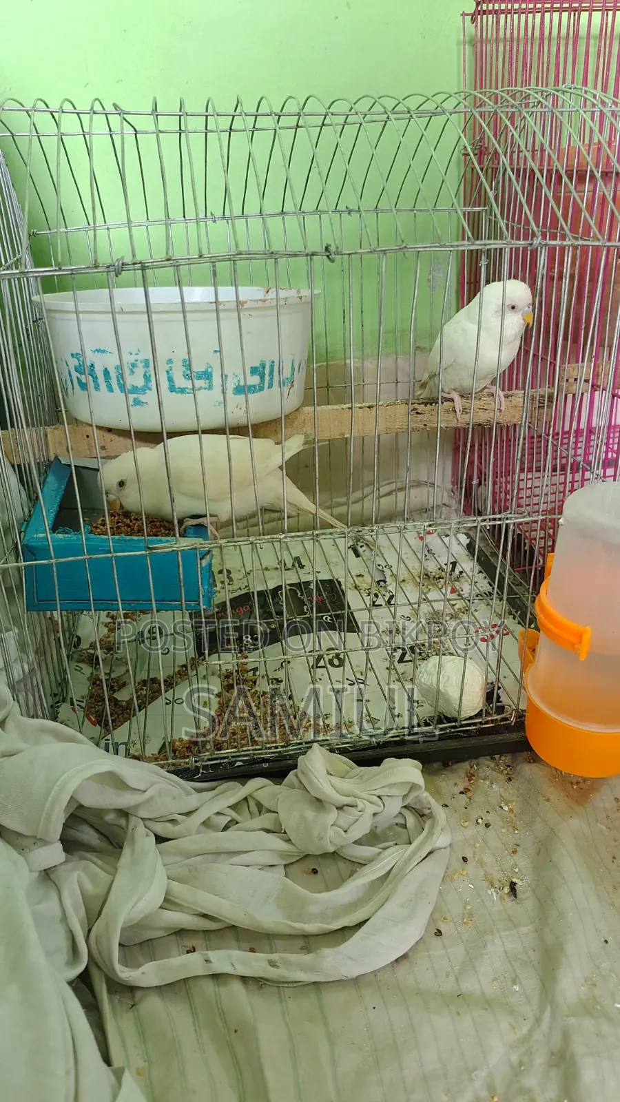 These are very good birds for sale at a low price