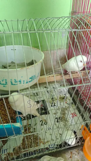 These are very good birds for sale at a low price