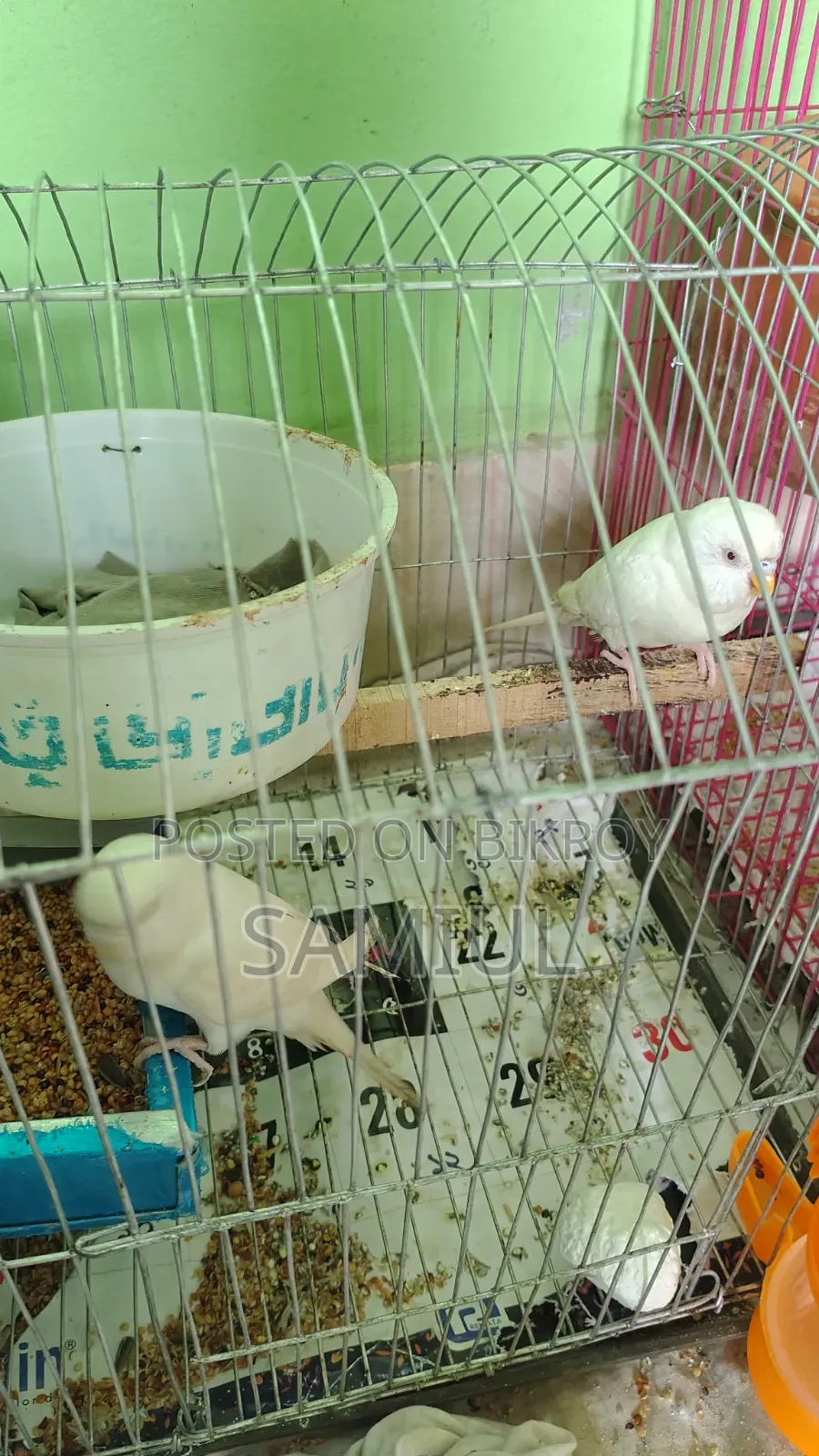 These are very good birds for sale at a low price