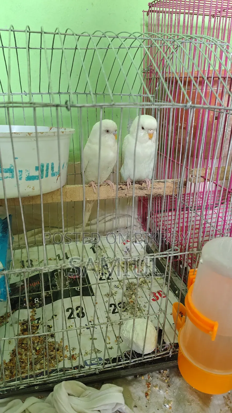 These are very good birds for sale at a low price