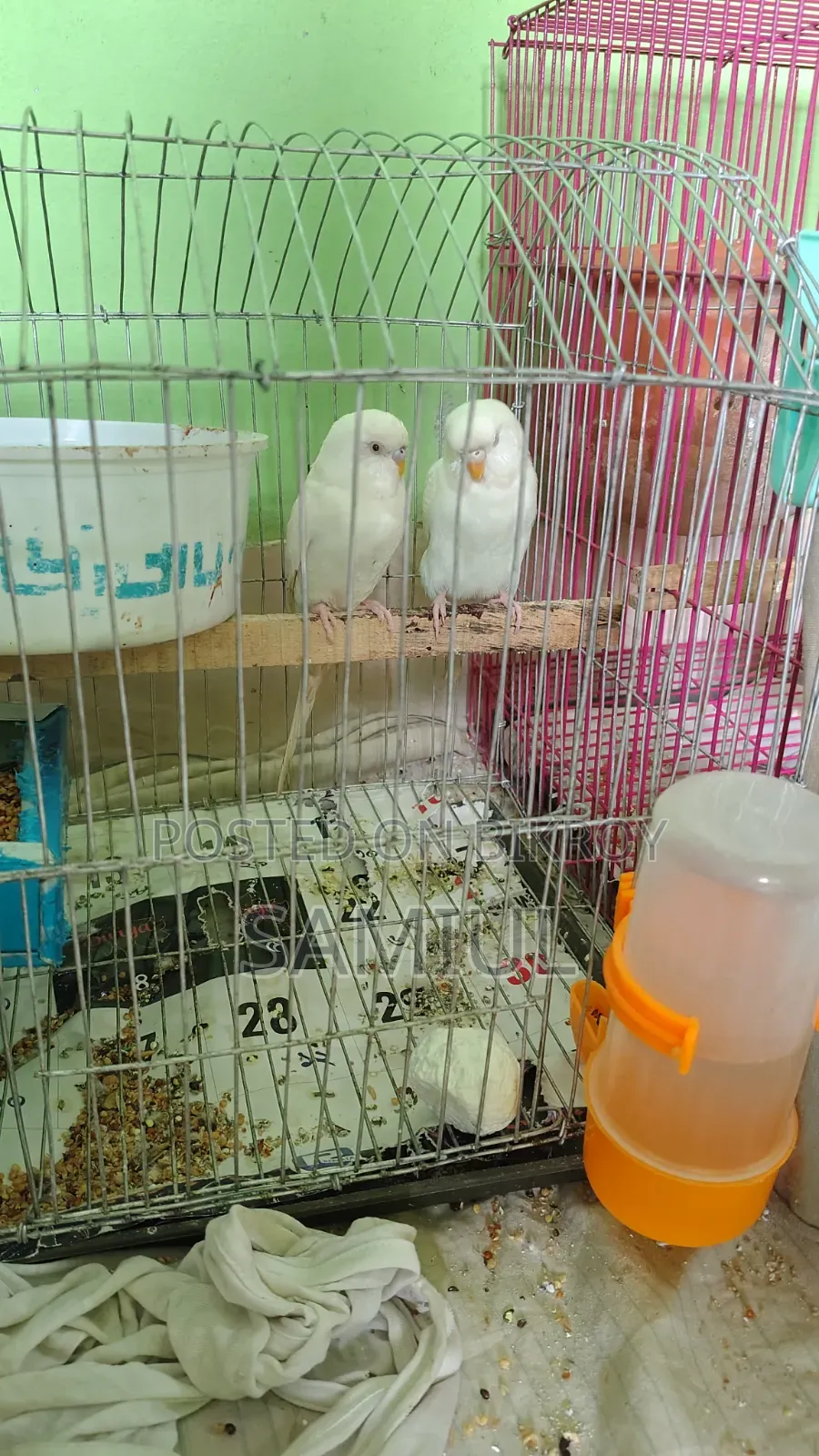 These are very good birds for sale at a low price