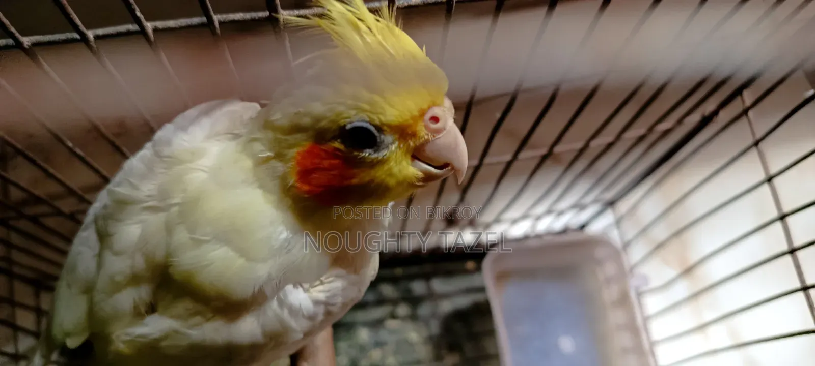 Cockatiel Bird