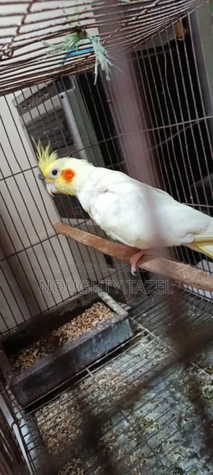 Cockatiel Bird