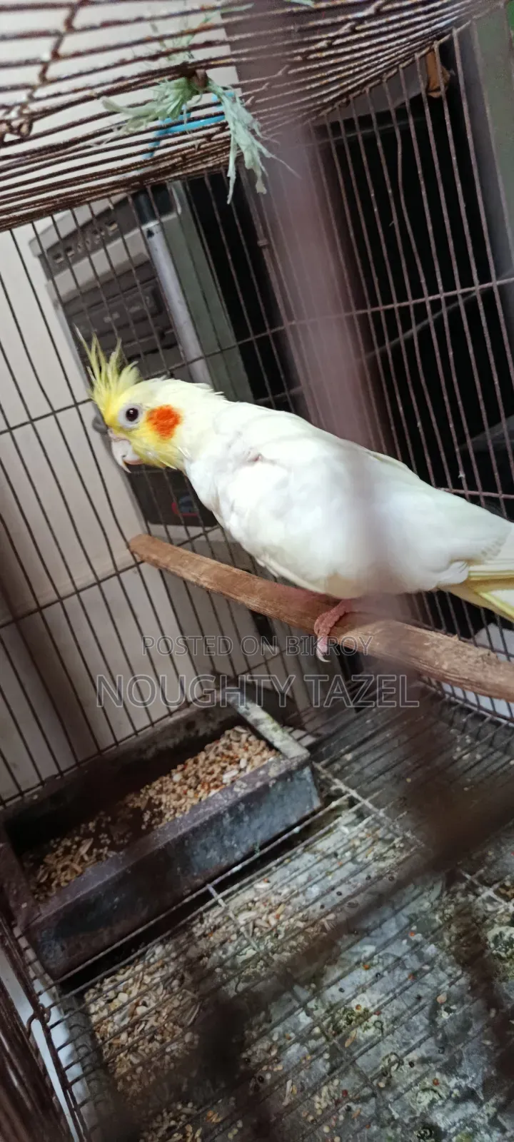 Cockatiel Bird