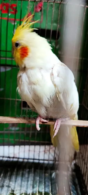 Cockatiel Bird