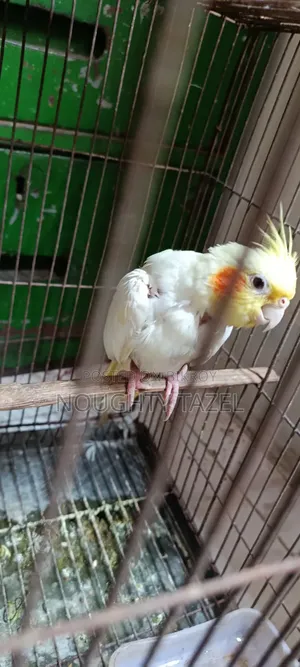 Cockatiel Bird