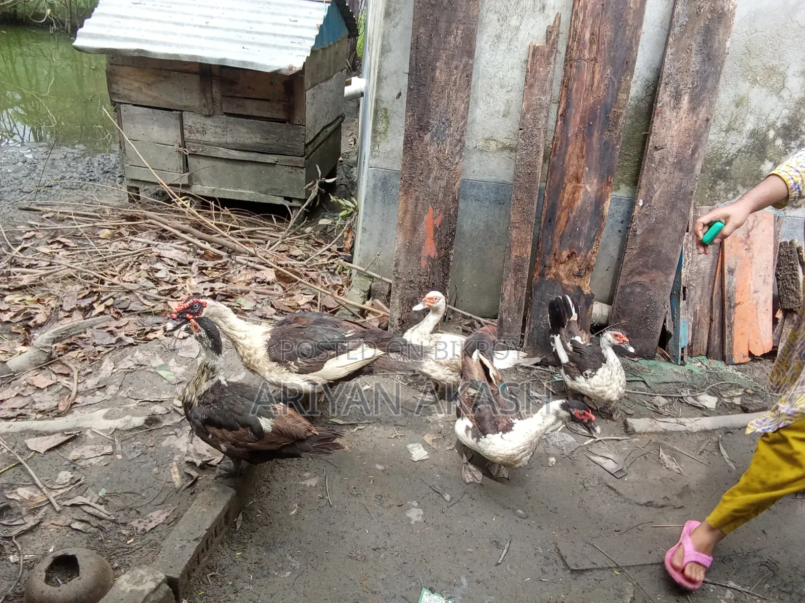 Egg-laying Muscovy Duck