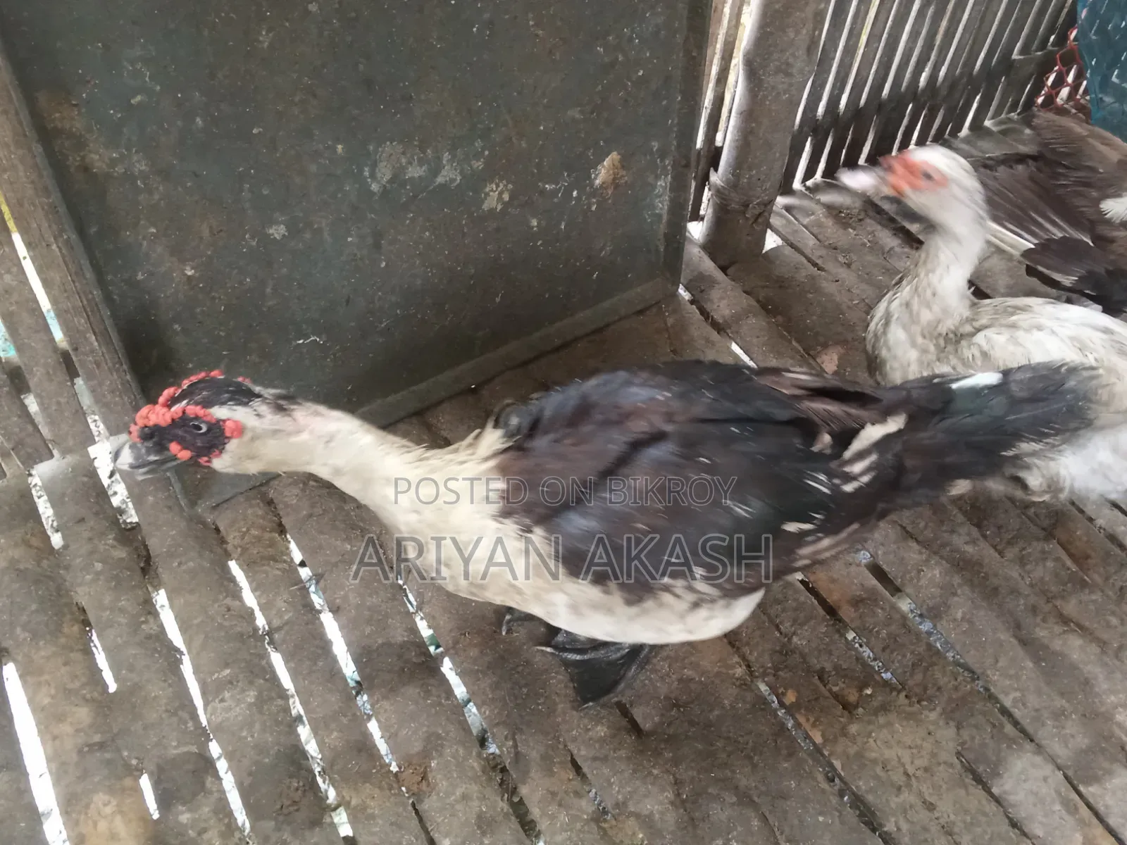 Egg-laying Muscovy Duck
