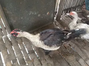 Egg-laying Muscovy Duck