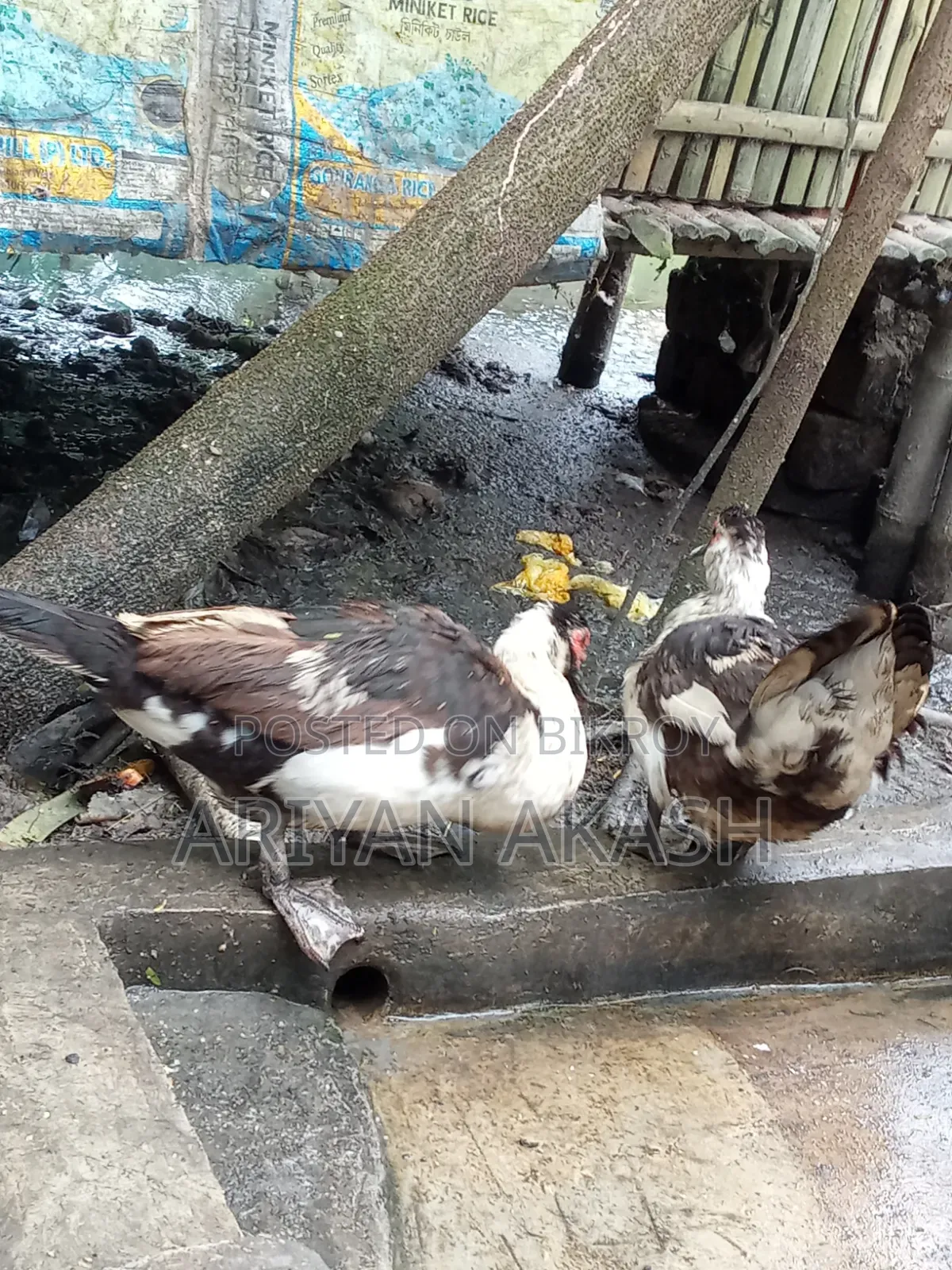 Egg-laying Muscovy Duck