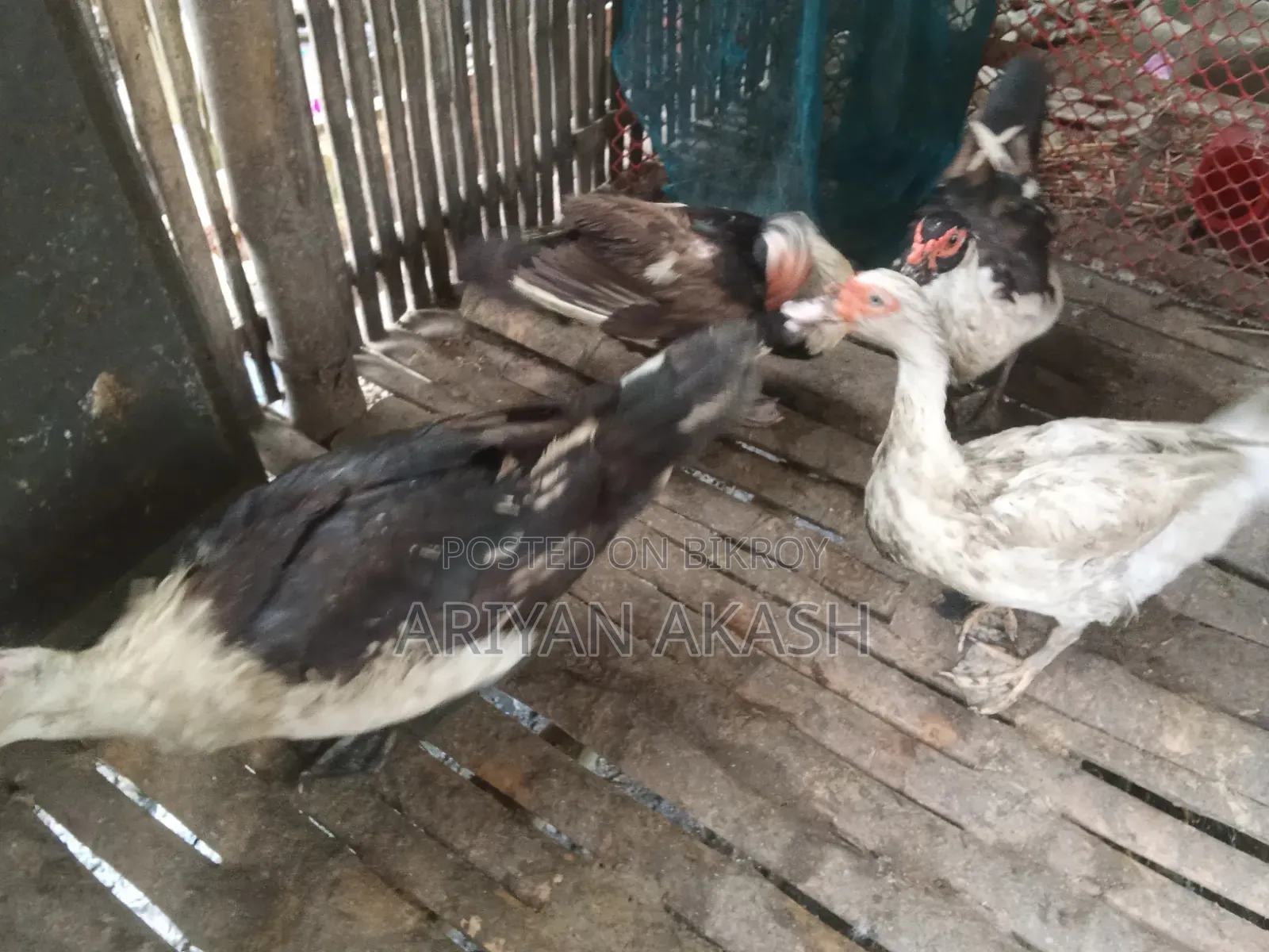 Egg-laying Muscovy Duck