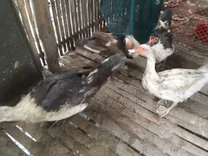 Egg-laying Muscovy Duck