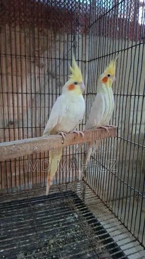 রানিং ককাটেল পাখি