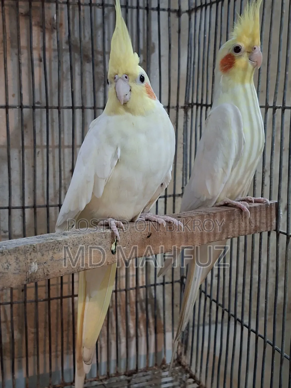 রানিং ককাটেল পাখি