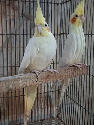রানিং ককাটেল পাখি