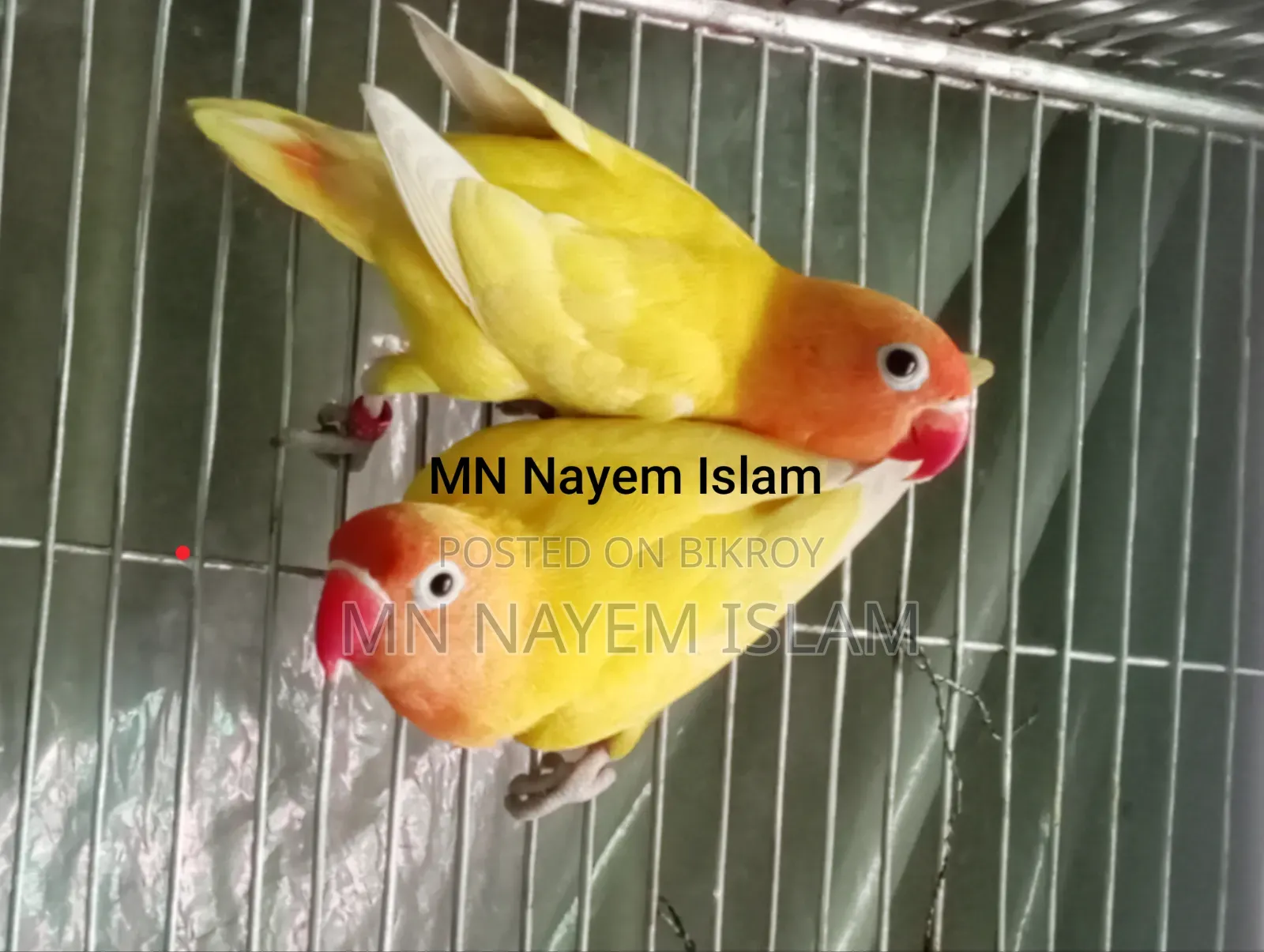 একজোড়া ইয়েলো ফিশার আছে
