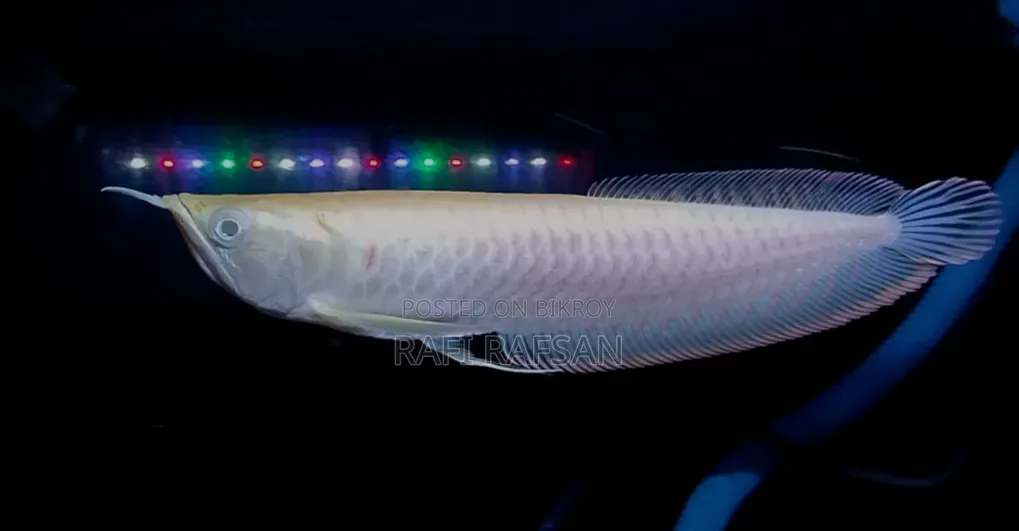 Albino Silver Arowana