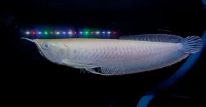 Albino Silver Arowana