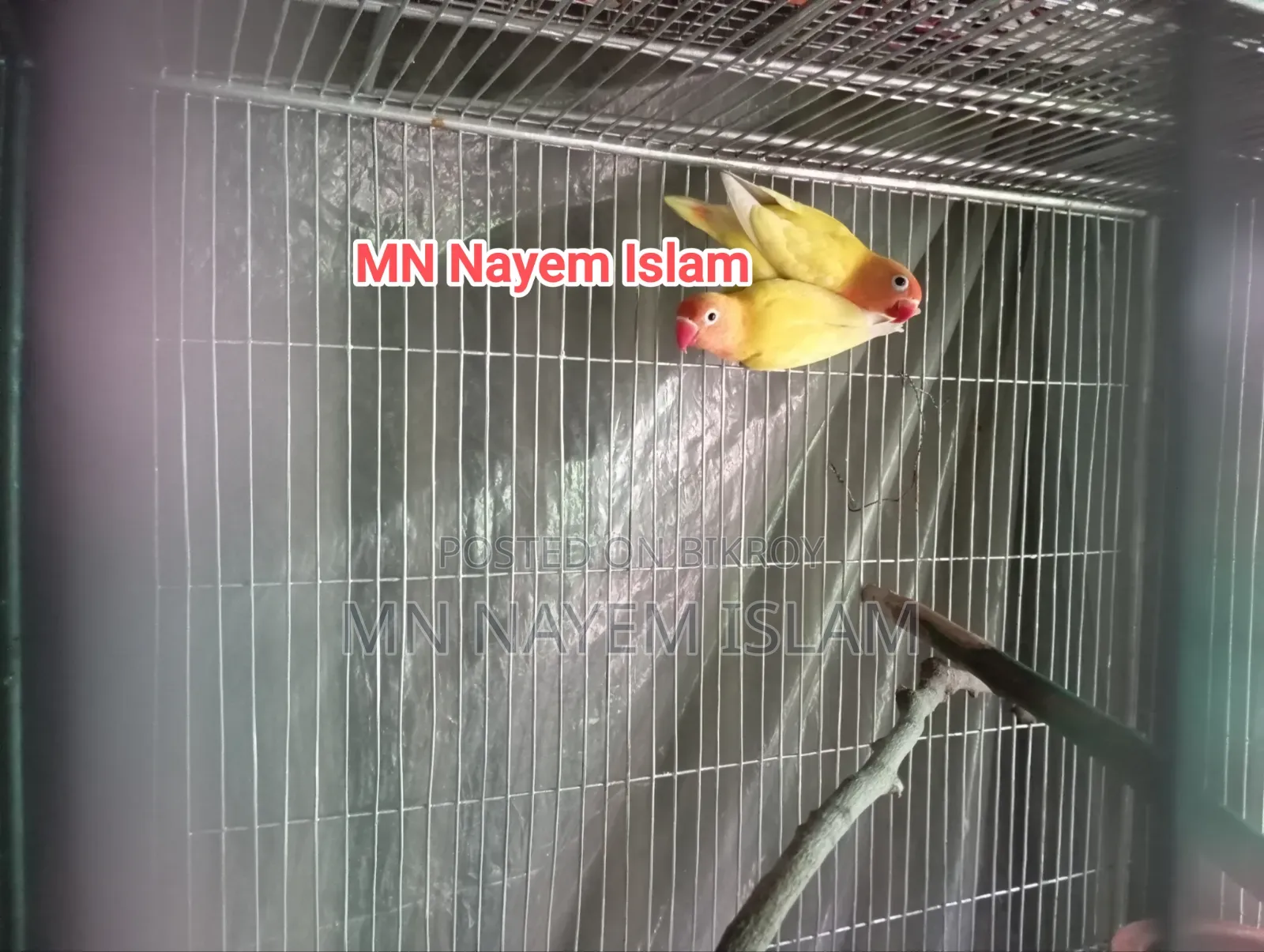 একজোড়া ইয়েলো ফিশার আছে