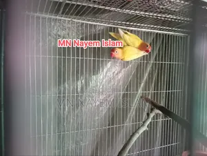 একজোড়া ইয়েলো ফিশার আছে