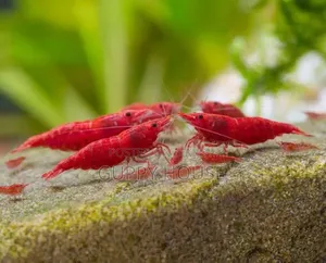 ফায়ার রেড শ্রিম্প