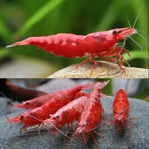 ফায়ার রেড শ্রিম্প