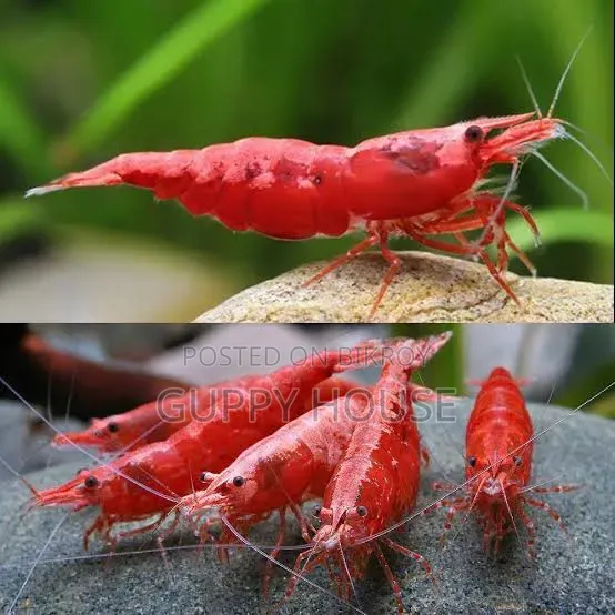 ফায়ার রেড শ্রিম্প