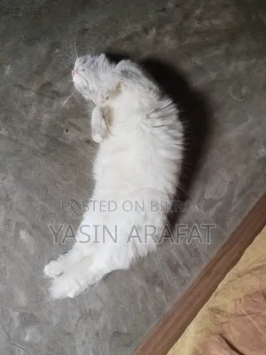 ৬-১২ মাসের ফিমেল পিওরব্রেড পার্সিয়ান