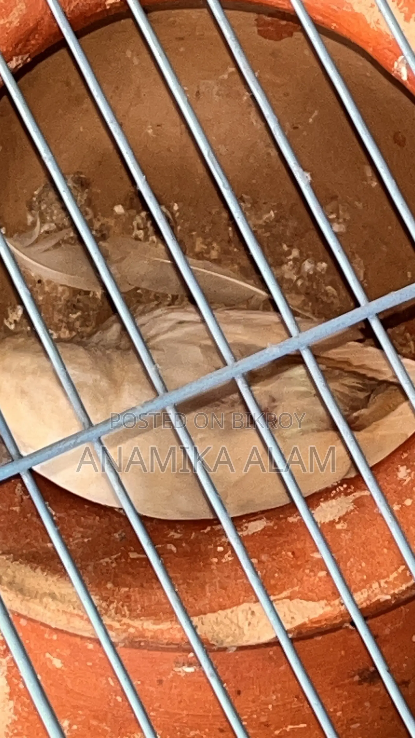ডিম, বাচ্চা ও ৩টি খাঁচাসহ ১৫টি সুস্থ বাজরিগার পাখির রানিং সেটআপ