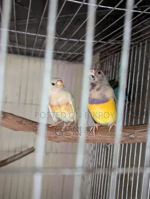 গোল্ডিয়ান ফিঞ্চ