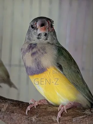 গোল্ডিয়ান ফিঞ্চ