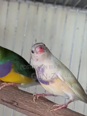 গোল্ডিয়ান ফিঞ্চ