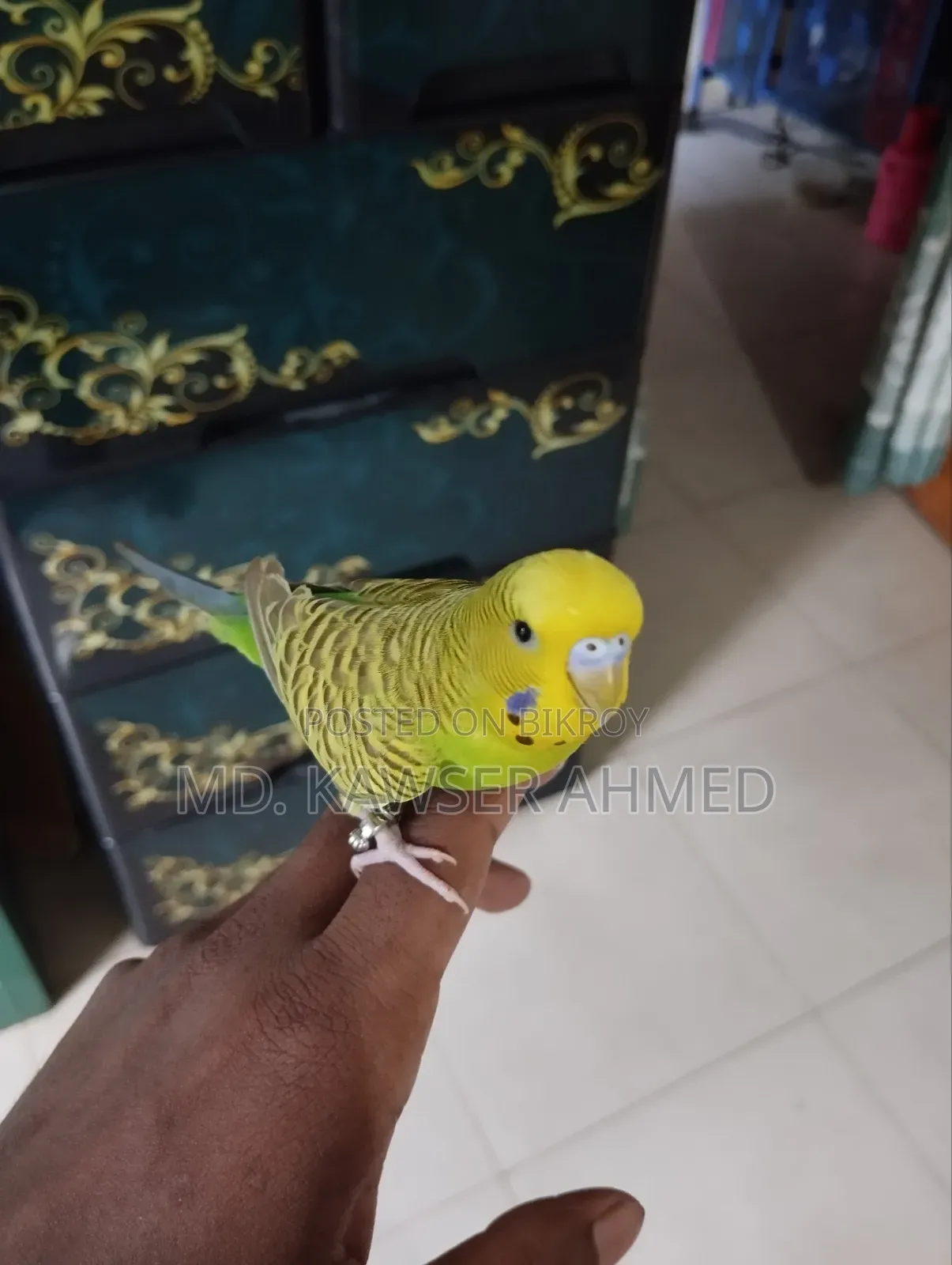 টেম করা মেল বাজিগার