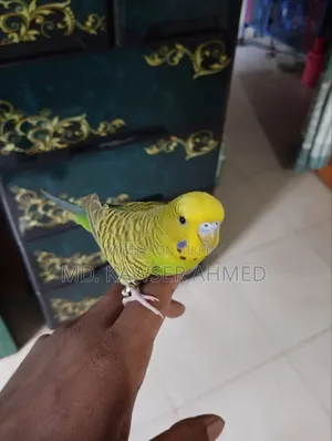 টেম করা মেল বাজিগার