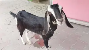 ছাগল বিক্রি করা হবে