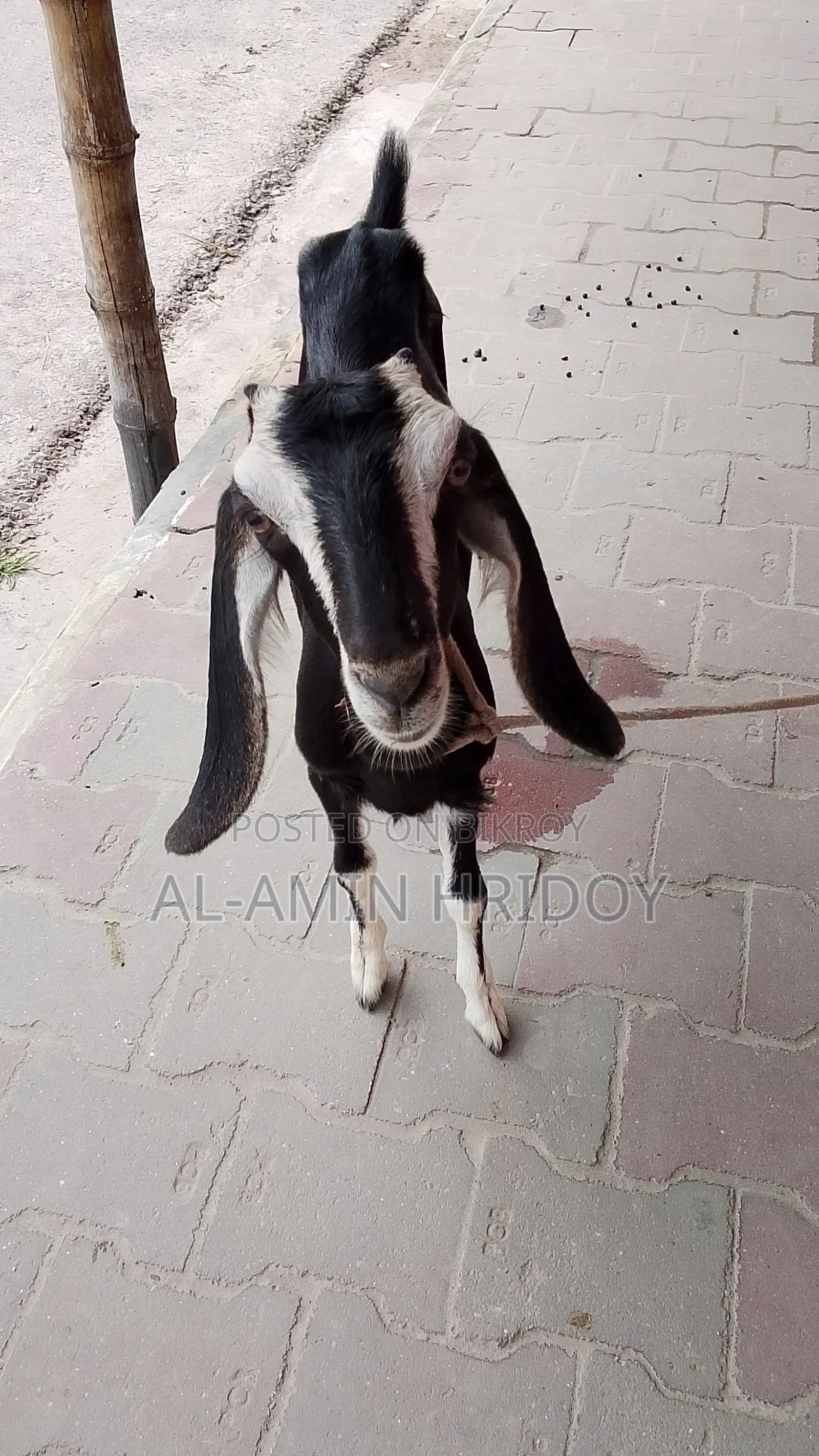 Goat for Sale