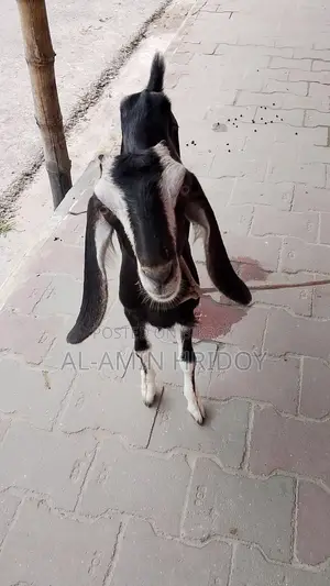 Goat for Sale