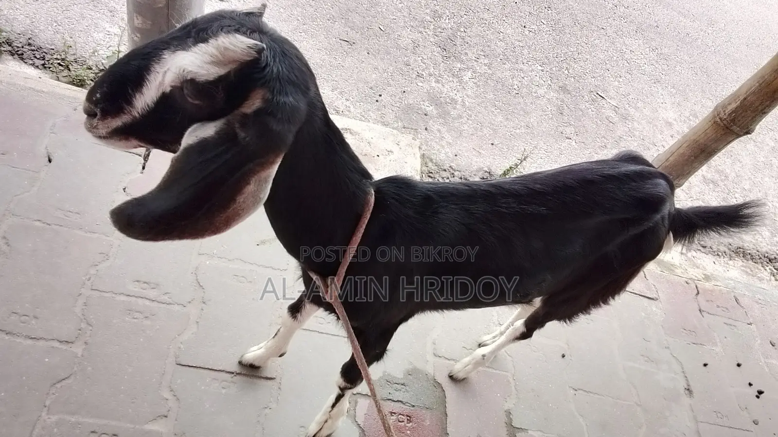 Goat for Sale