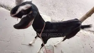 Goat for Sale