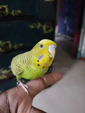 টেম করা মেল বাজিগার