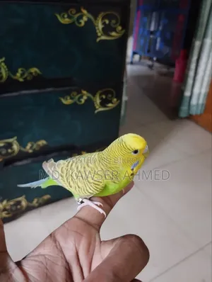 টেম করা মেল বাজিগার