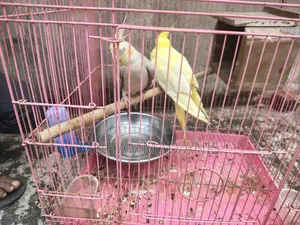 Kokatel Pakhi